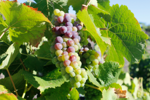 Raisin de Vigne      