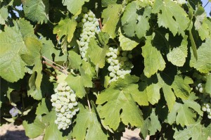 Raisin blanc de Vigne      